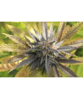Purple - CBD Weed