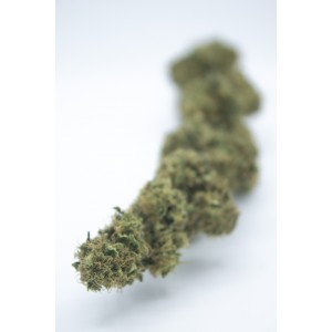 New York Diesel - CBD Weed